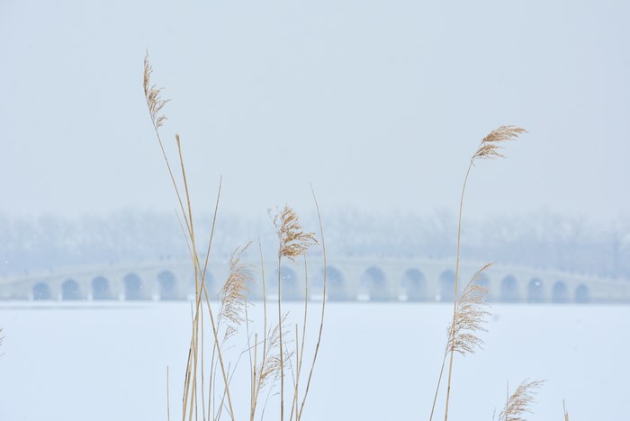 Bridge over frozen lake with reeds in winter