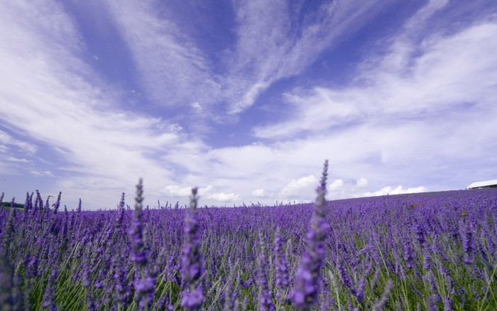 Lavender field under a cloudy blue sky