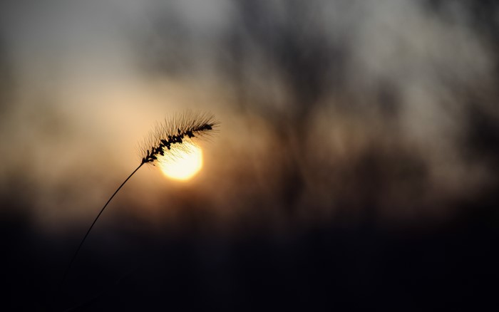 Silhouette of grass against the sun with bokeh