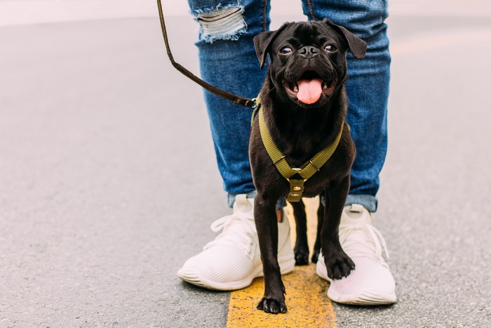 Black pug on a leash with owner