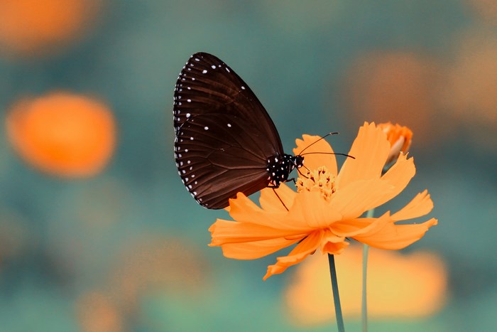Brown butterfly with white spots on an orange flower