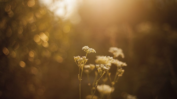 Wildflowers in golden sunlight with bokeh