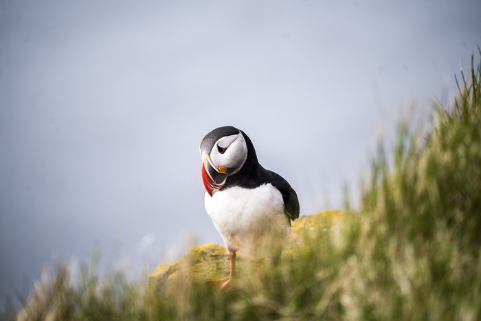Puffin bird on a grassy cliff in Iceland