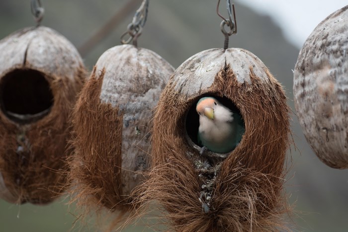 A lovebird peeks out of a coconut nest