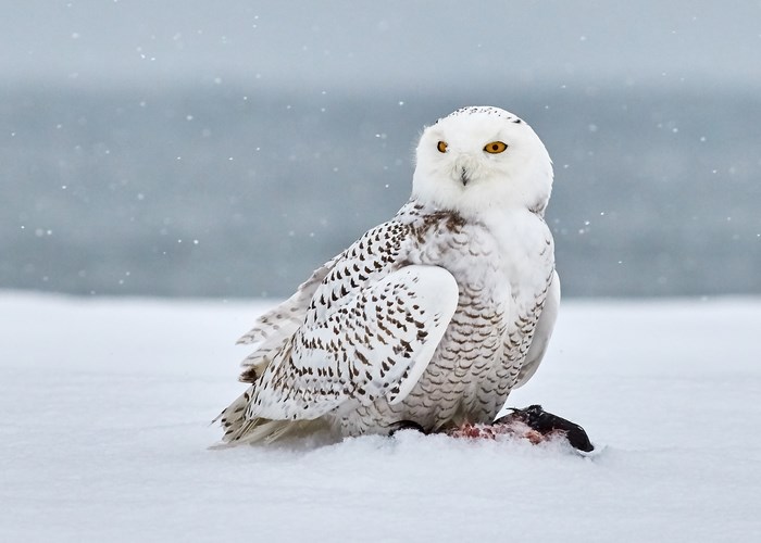Snowy owl with prey in the snow