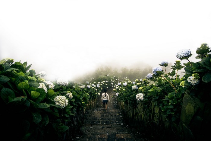 Woman walking up steps through hydrangeas in fog