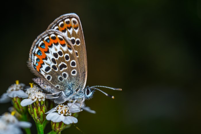 Close up of a butterfly on a flower