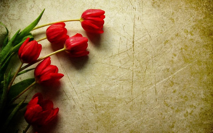 Red tulips on a textured background