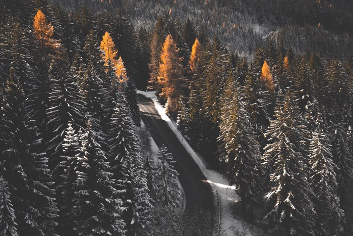 Road through a snowy forest in the Dolomites
