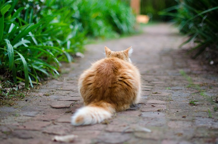 Orange cat sitting on a brick path in a garden