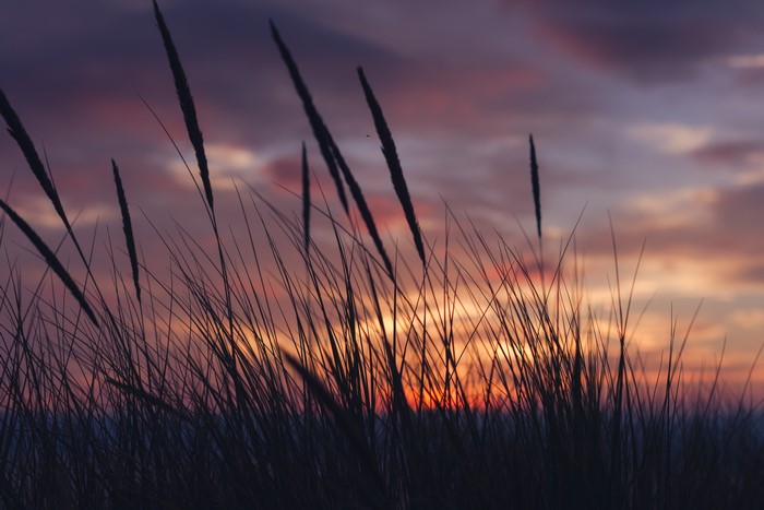 Tall grass silhouetted against a sunset sky