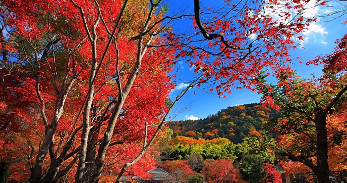 Autumn Maple Trees on a Hillside