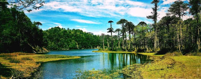 Serene Lake Surrounded by Monkey Puzzle Trees