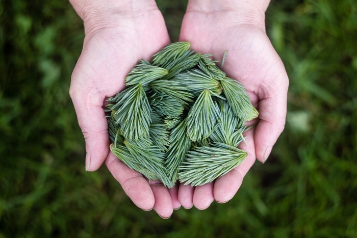 Hands holding fresh spruce tips