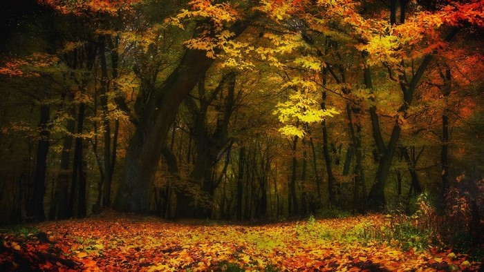 Autumn forest with fallen leaves and sunlight