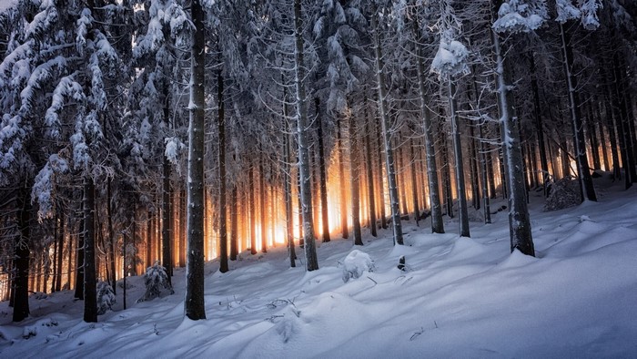 Winter forest with sunrise behind trees