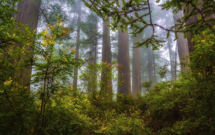Misty redwood forest with green shrubs and pink wildflowers