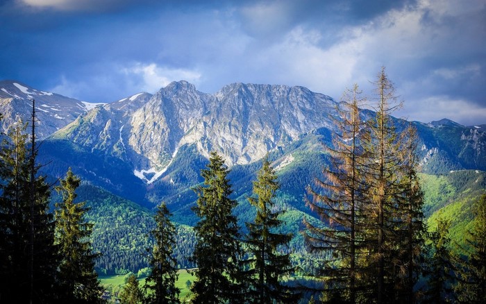 Carpathian Mountain Landscape with Pine Trees and Clouds