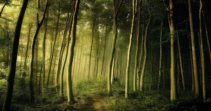 Misty forest path with sunlight filtering through trees