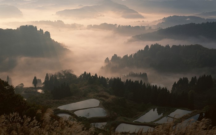 Misty valley with rice terraces at sunrise in Japan