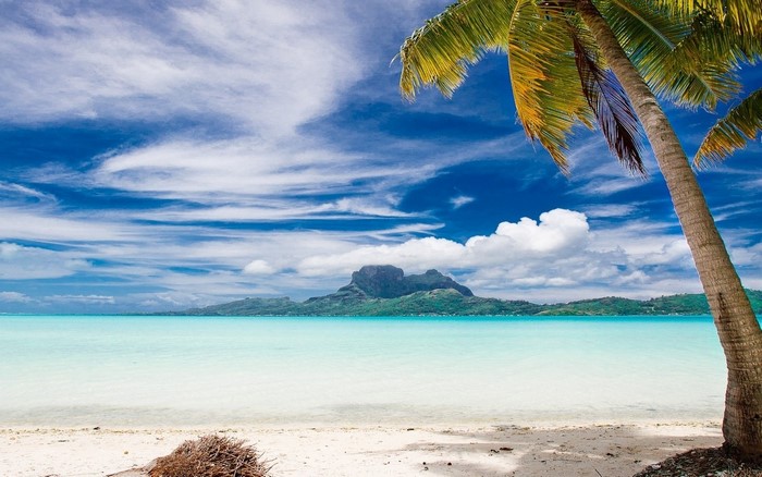Tropical Bora Bora beach with palm tree and mountain