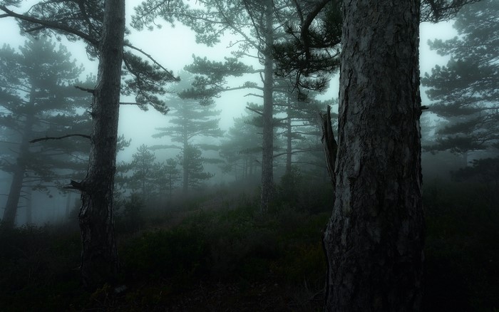 Misty forest with tall pine trees