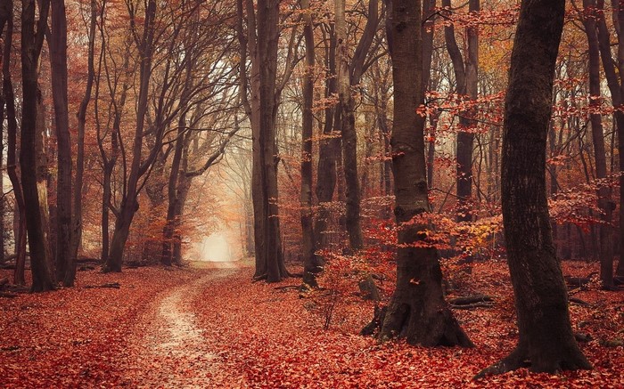 Autumn forest path covered in red leaves with mist