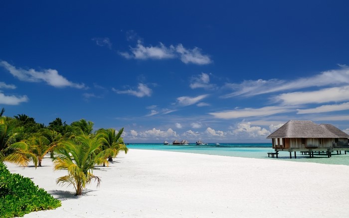 Tropical beach with overwater bungalows and palm trees