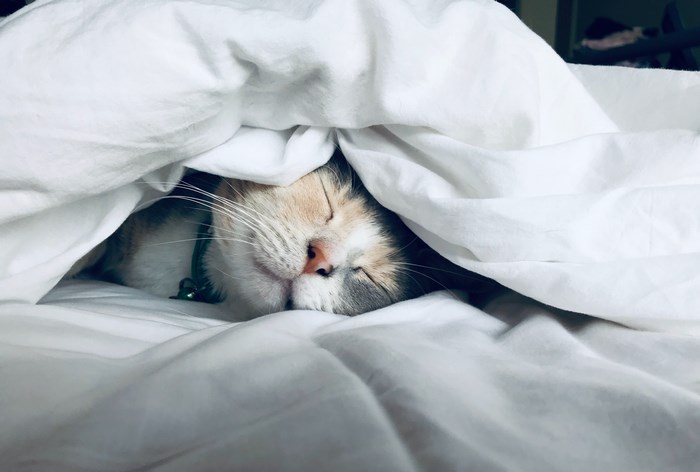 Calico cat sleeping under a white blanket