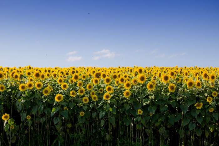 Bright Sunflower Field Under Clear Blue Sky