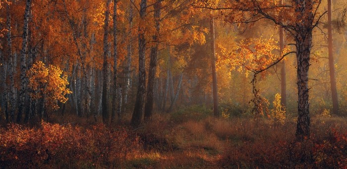 Autumn forest with amber leaves and morning sunlight