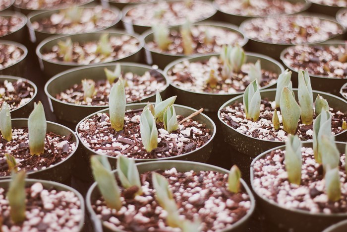 Young sprouts growing in pots at a nursery