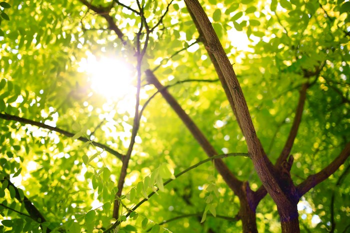 Sunlight filtering through green tree leaves and branches