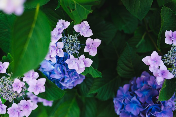 Purple and blue hydrangeas with green leaves