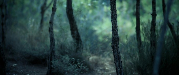 Forest path with trees and foliage