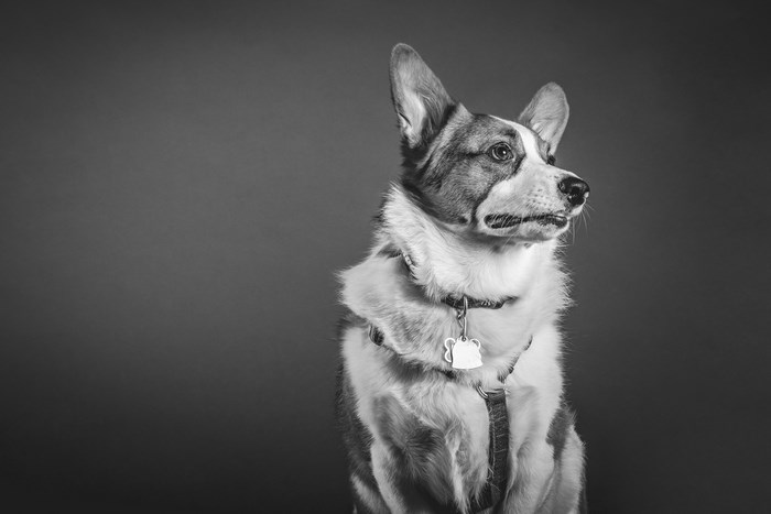 Black and white portrait of a Corgi dog