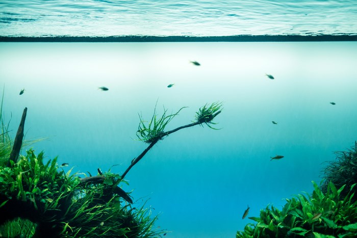 Underwater aquarium with fish and plants