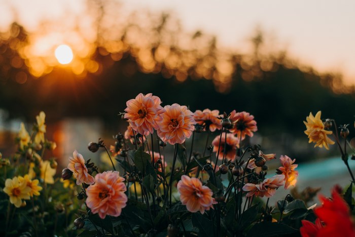 Dahlia flowers at sunset with bokeh background