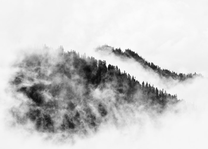 Misty forest on a mountain slope in black and white