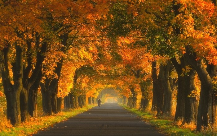 Autumn tree tunnel road with a person on a motorcycle