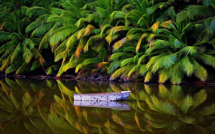Boat on a calm lake surrounded by palm trees