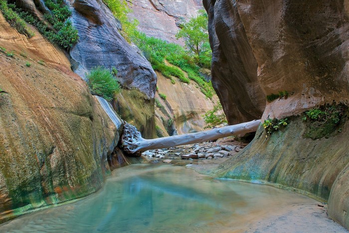 Zion National Park canyon with river and fallen tree