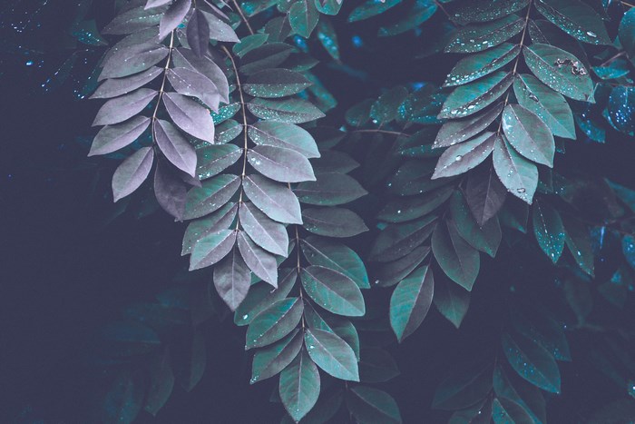 Dark leaves with rain drops