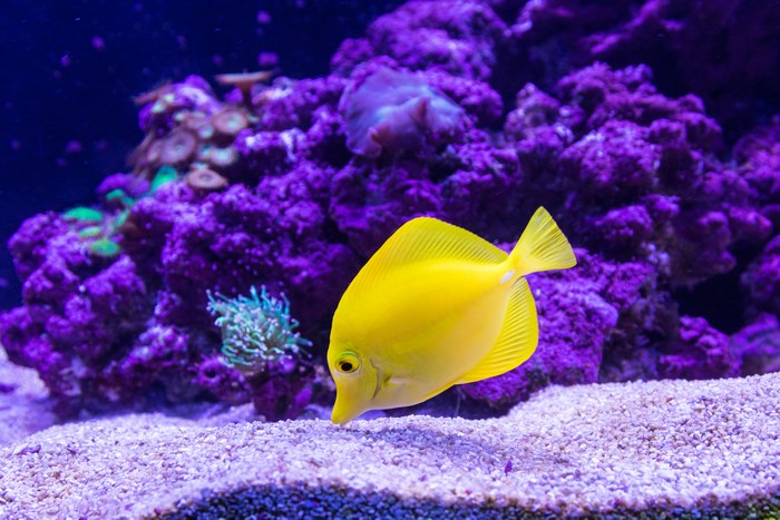 Yellow tang fish in a purple coral reef aquarium