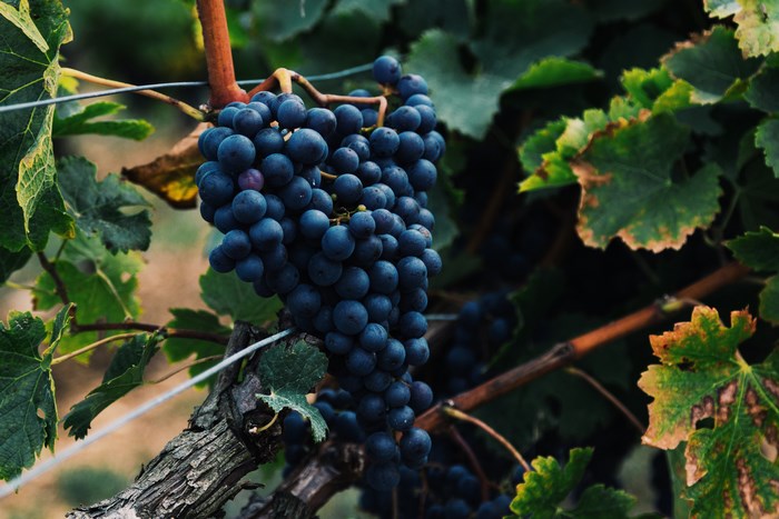 Ripe purple grapes on a vine in a vineyard