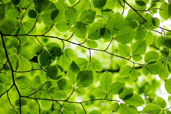 Green leaves and branches of a tree