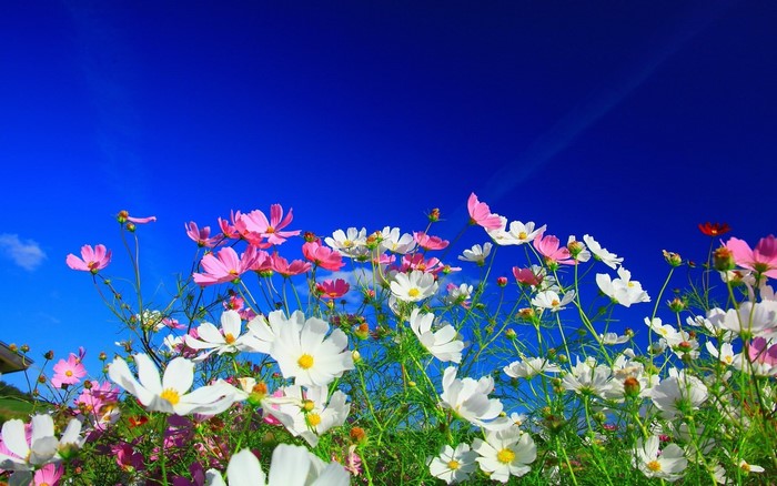 White and Pink Cosmos Flowers in Nature