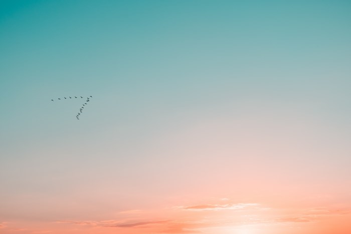 Birds flying in a V formation at sunset