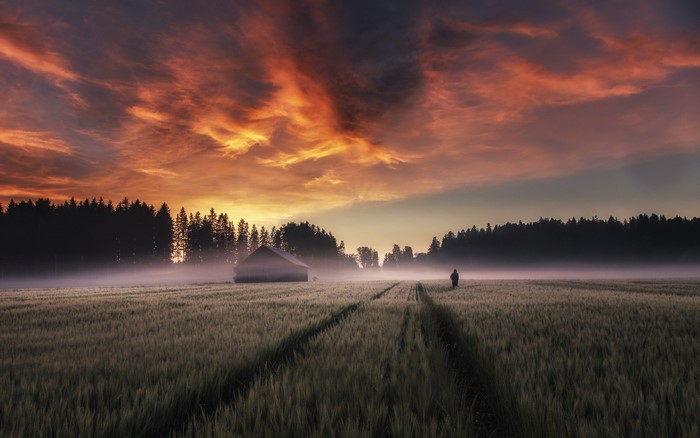 Man walking through a misty field at sunrise in Finland