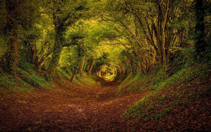 A path through a dense green forest tunnel